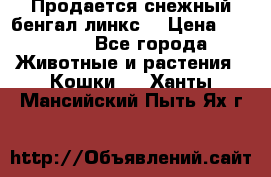 Продается снежный бенгал(линкс) › Цена ­ 25 000 - Все города Животные и растения » Кошки   . Ханты-Мансийский,Пыть-Ях г.